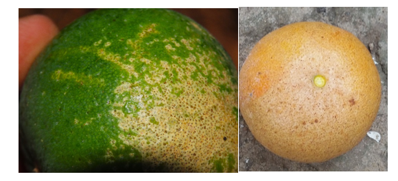 צילום מסך 2026 01 20 003741