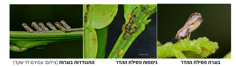 צילום מסך 2026 01 20 003820