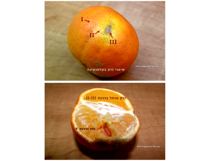 צילום מסך 2026 01 20 114615