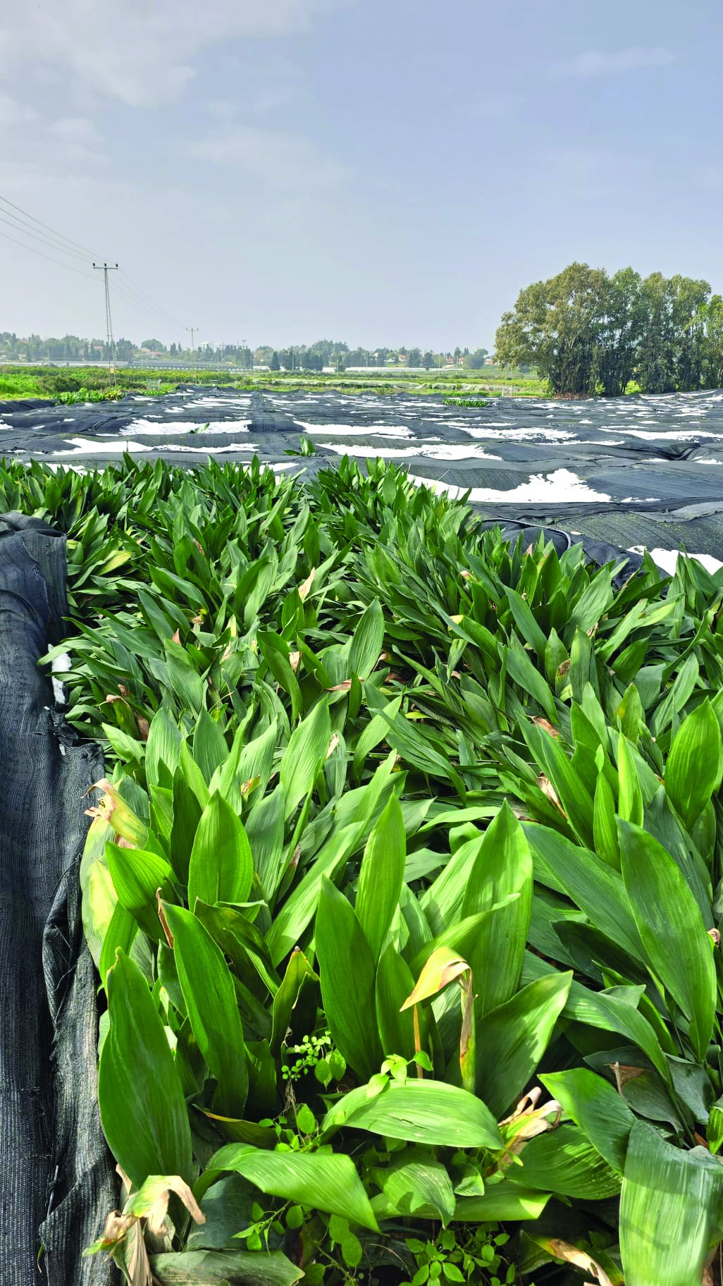 קריסת בתי צמיחה מברד בית יצחק ינואר 2026