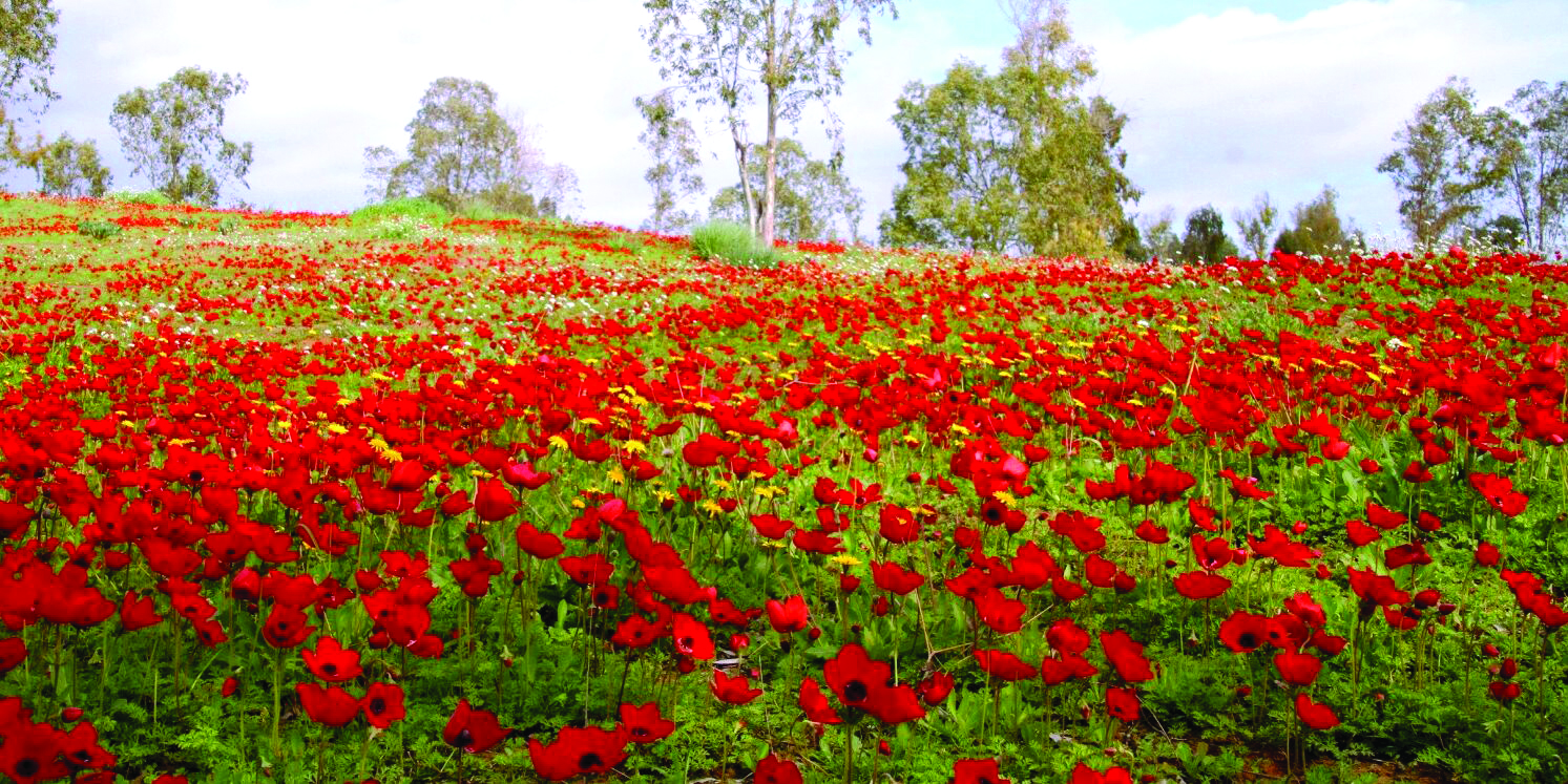 תמונה 1 IMG 20260113 WA0051 e1768737222997