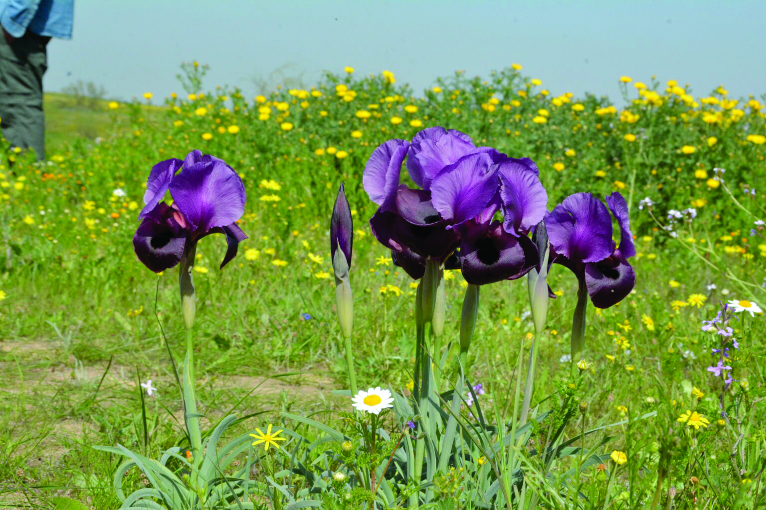 תמונה 3 PikiWiki Israel 52529 plants of israel 1536x1024