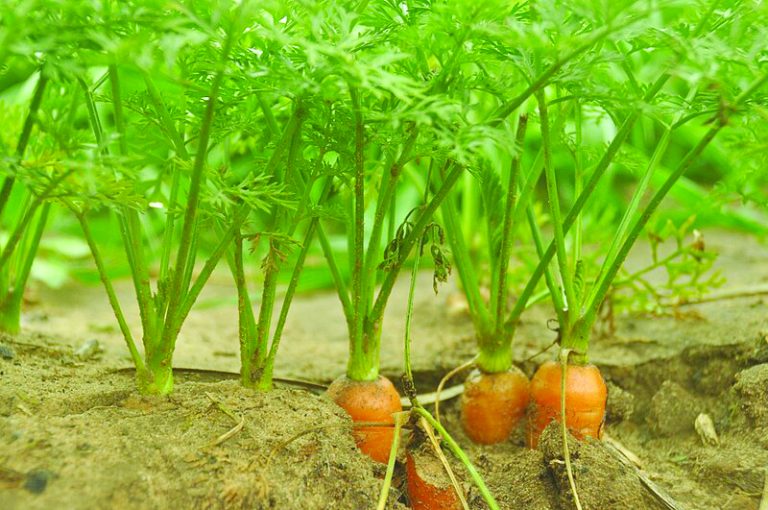 גזר בשדה צילום אורן פלס פיקיוויקי