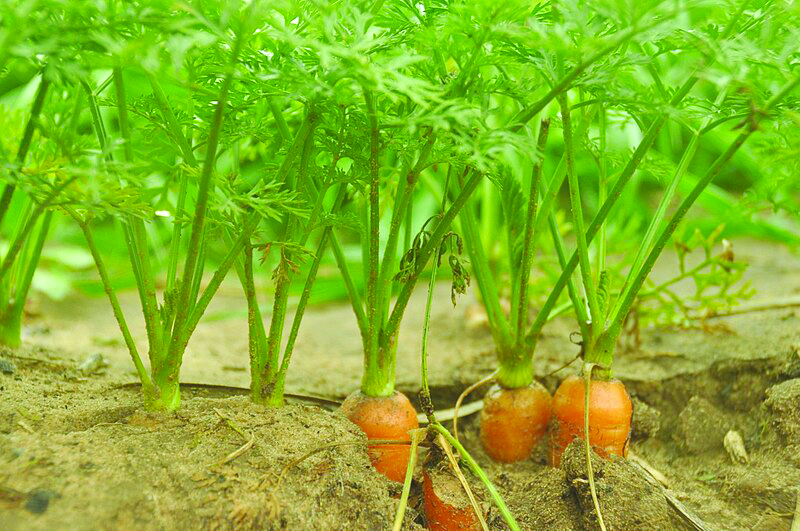 גזר בשדה צילום אורן פלס פיקיוויקי