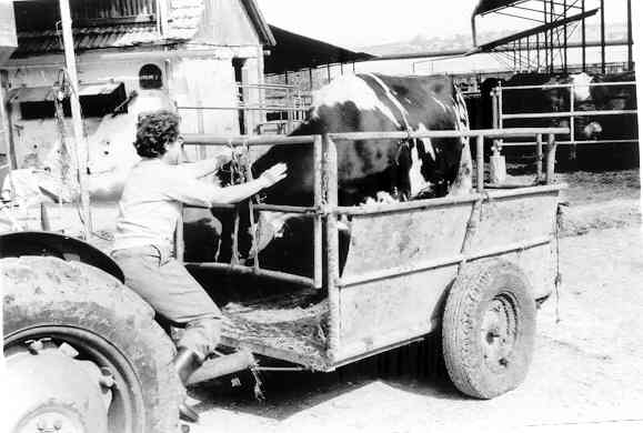 דיאנה משתחררת