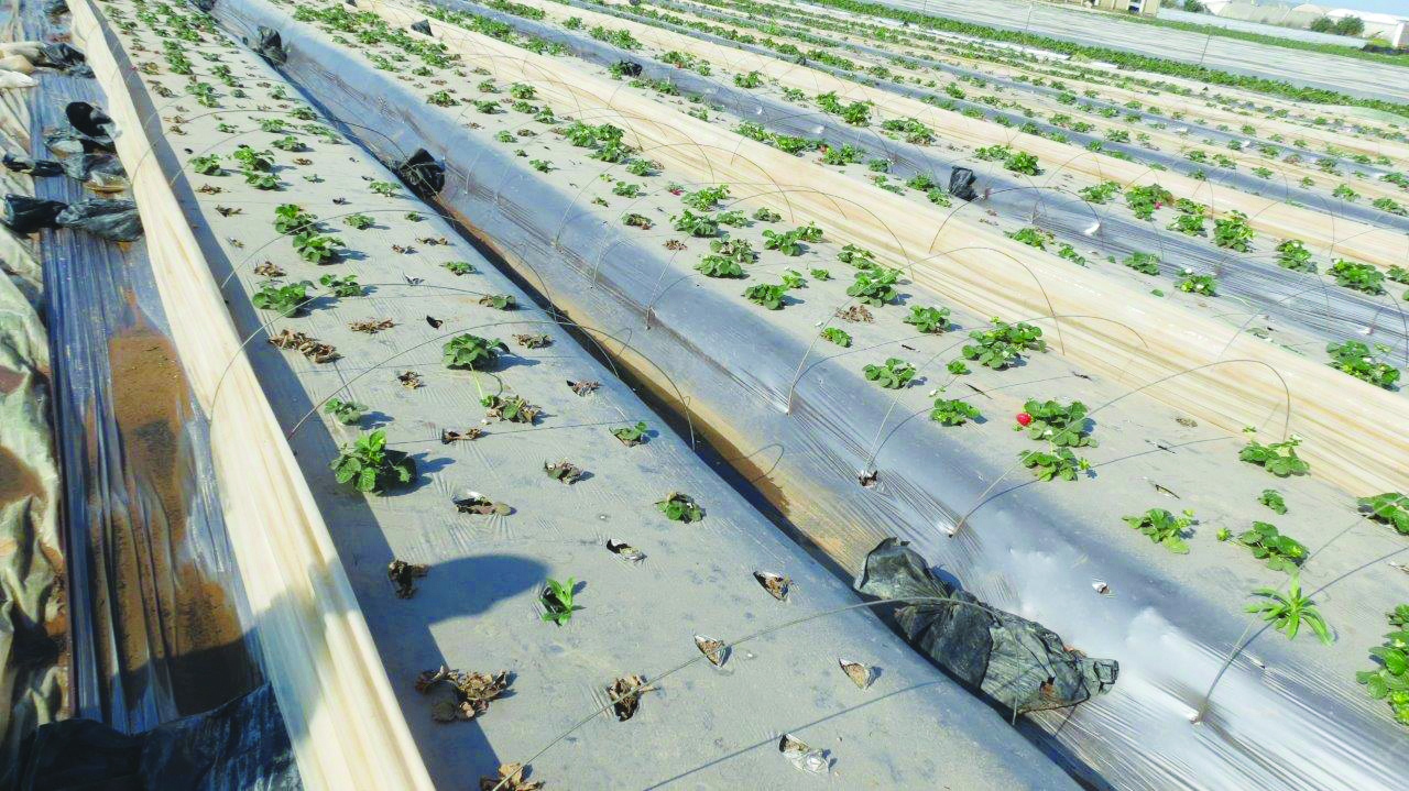 התות שדה ללא כיסוי המנהרות