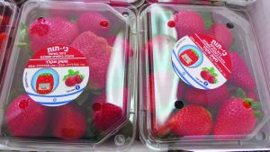 התות שדה של משק מקלר גידול בשיטת הדברה משולבת