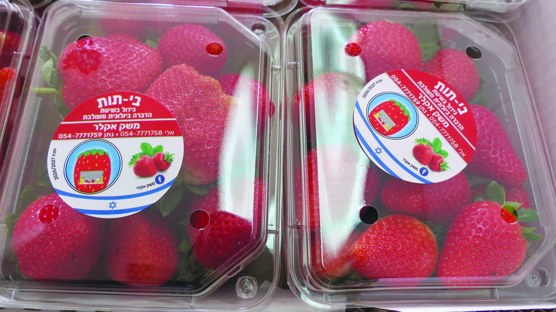 התות שדה של משק מקלר גידול בשיטת הדברה משולבת