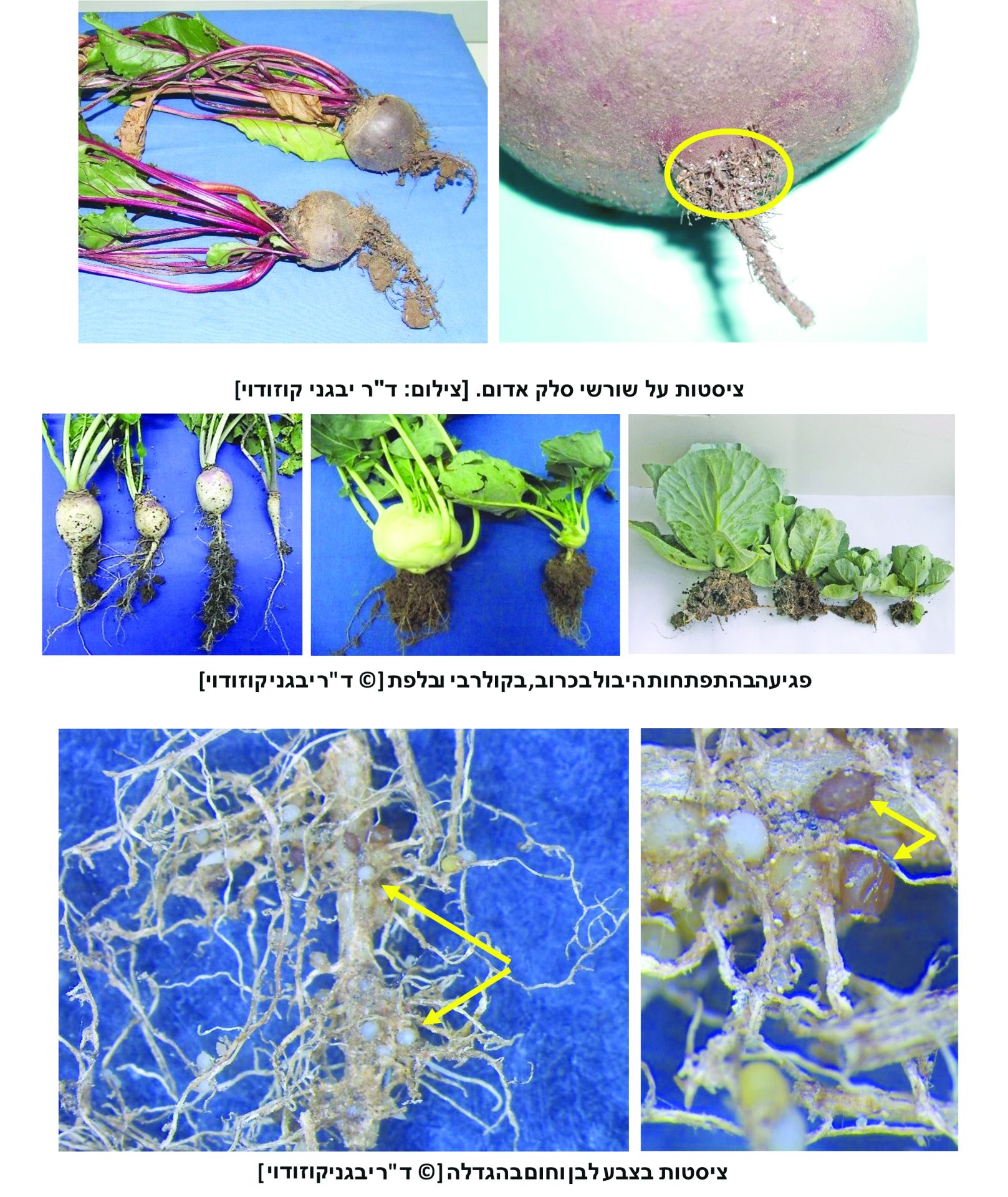 התמונות למאמר