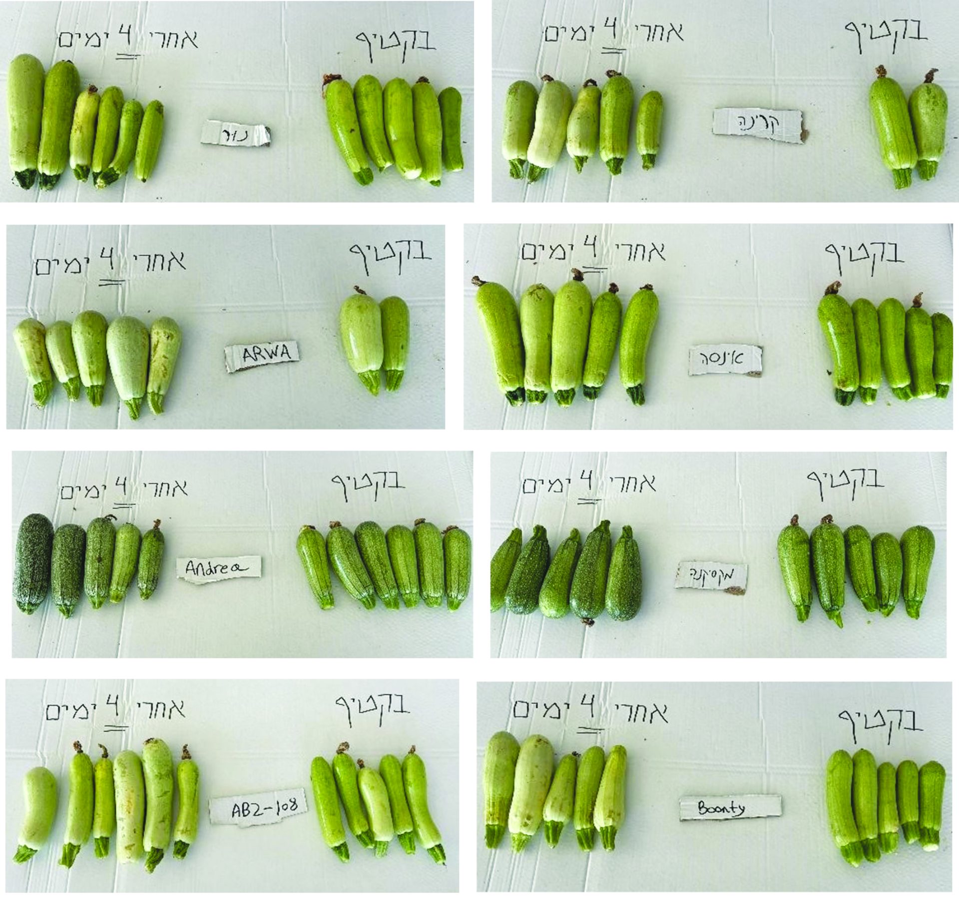 זני הקישואים 2
