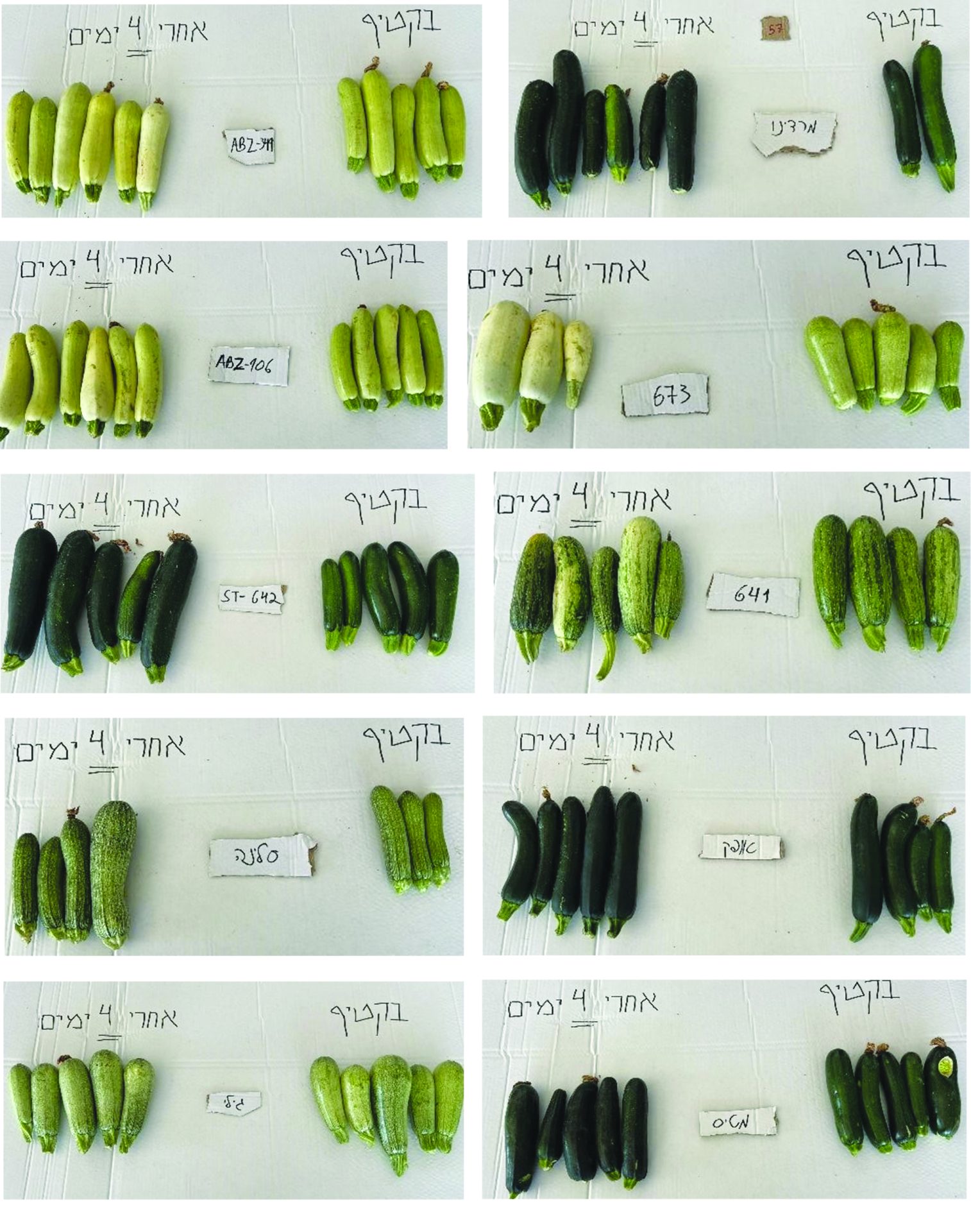 זני הקישואים
