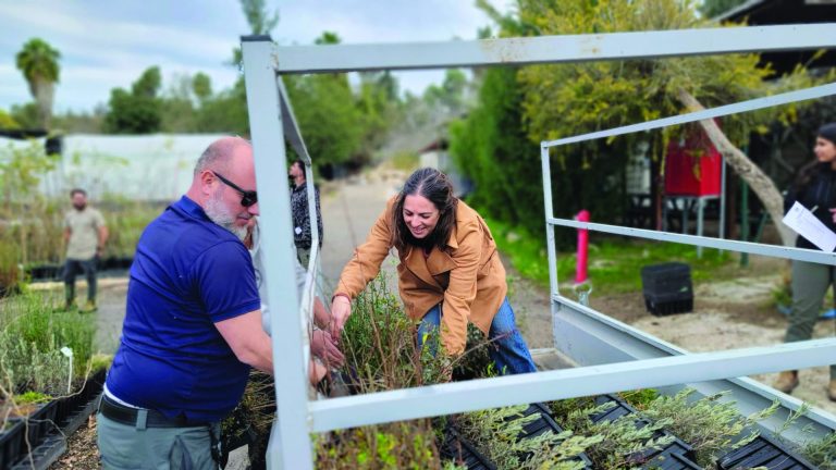 חלוקת שתילים בטו בשבט במועצה גזר
