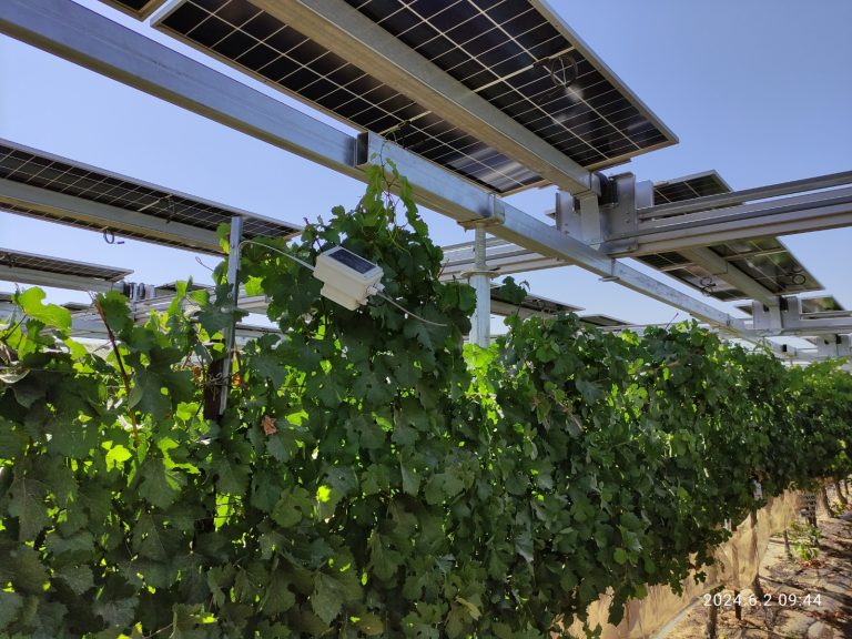 חקלאות חכמה ברמת הנגב. קרדיט מועצה אזורית רמת הנגב