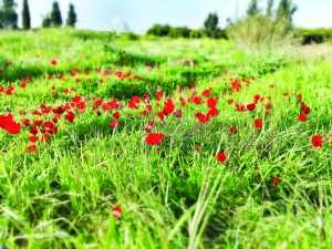כלניות ביד מרדכי צילום תיירות יד מרדכי