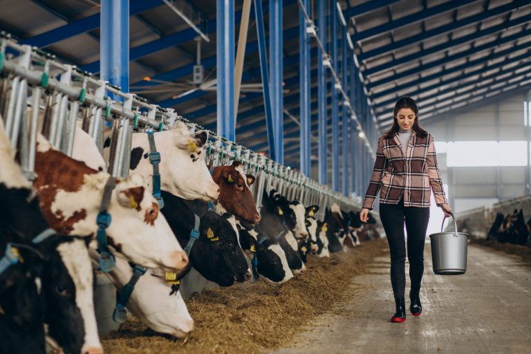 מחלבה באירופה