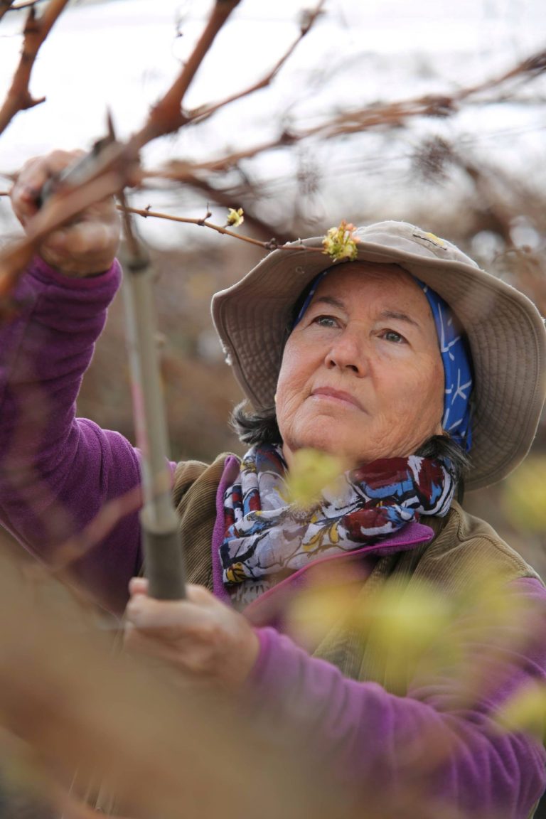 מפרי כפיה נטעה כרם נילי ענברי קאופמן