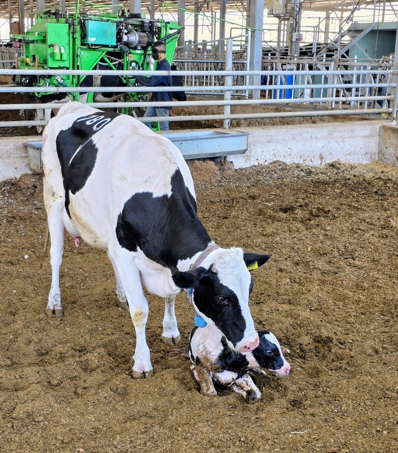 פרה אחרי המלטה ברפת שמיר