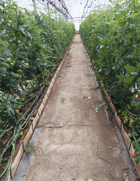 צילום מסך 2026 02 26 185634