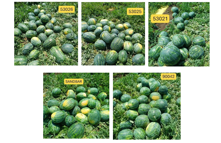 צילום מסך 2026 02 27 211719