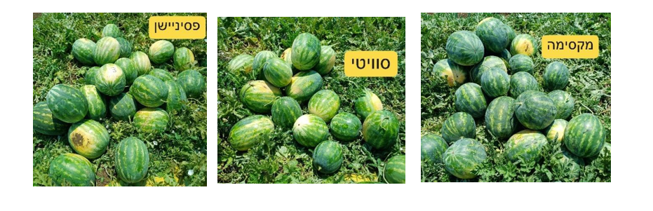 צילום מסך 2026 02 28 105229