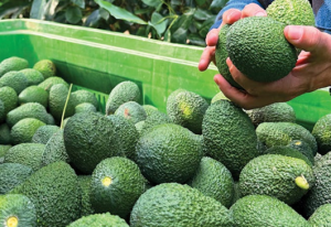 צילום מסך 2026 02 28 123309