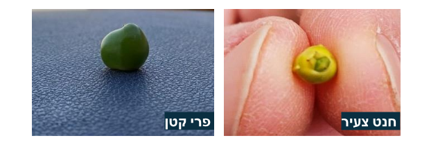 צילום מסך 2026 02 28 191705