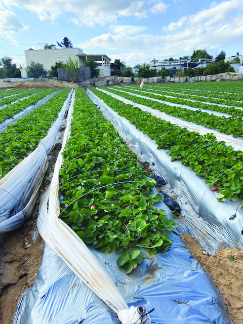 שדה תות שדה של אבו סאפיה