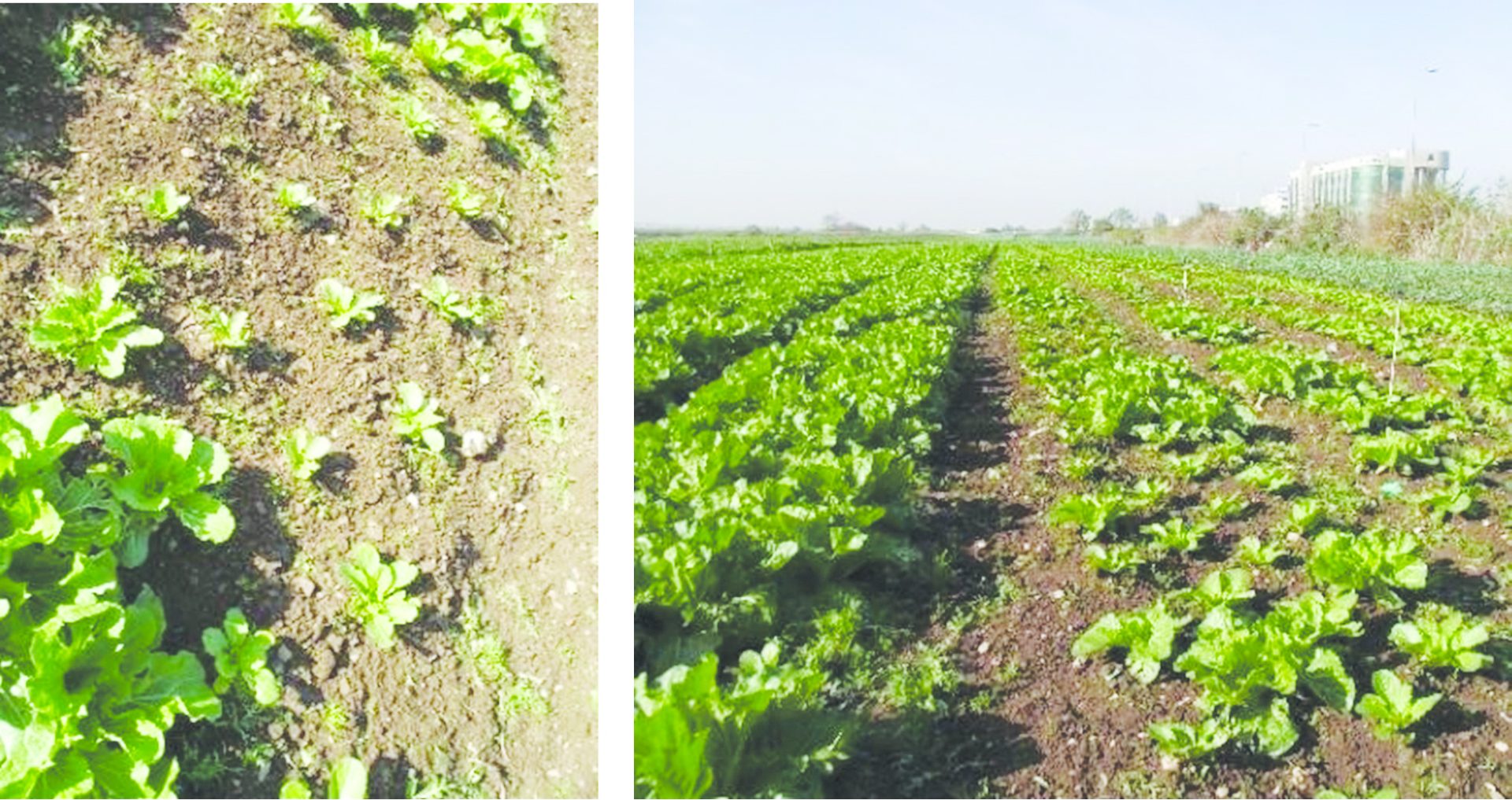 שני הצילומים האחרונים במאמר