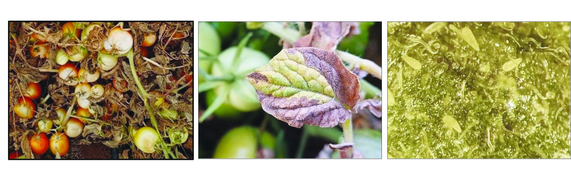 תמונה 1 תמונה 2 ותמונה 3