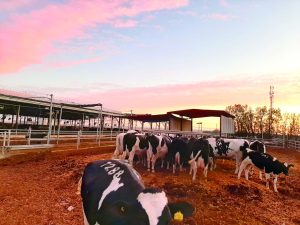 תמונה 3 IMG 20260127 WA0037