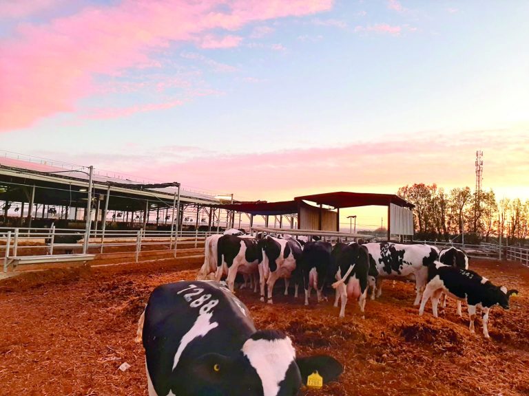 תמונה 3 IMG 20260127 WA0037