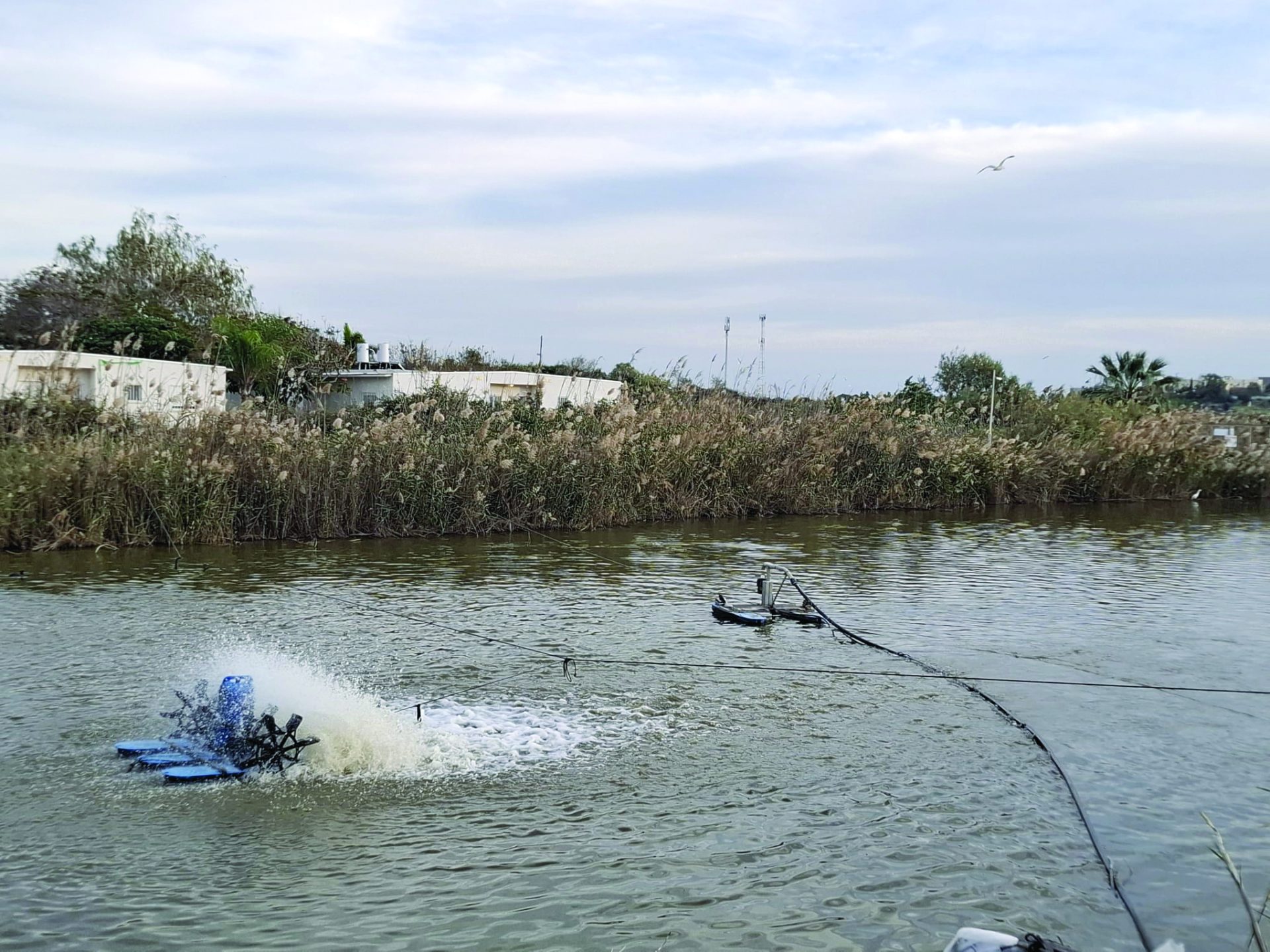 1 ברכות דגים