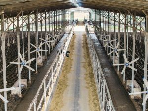 Bulltech March 05, 2025 0107