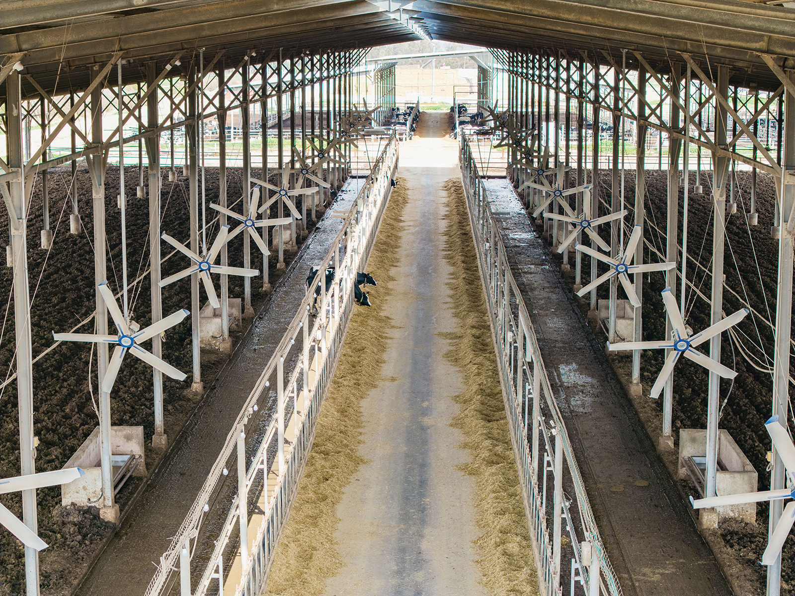 Bulltech March 05, 2025 0107