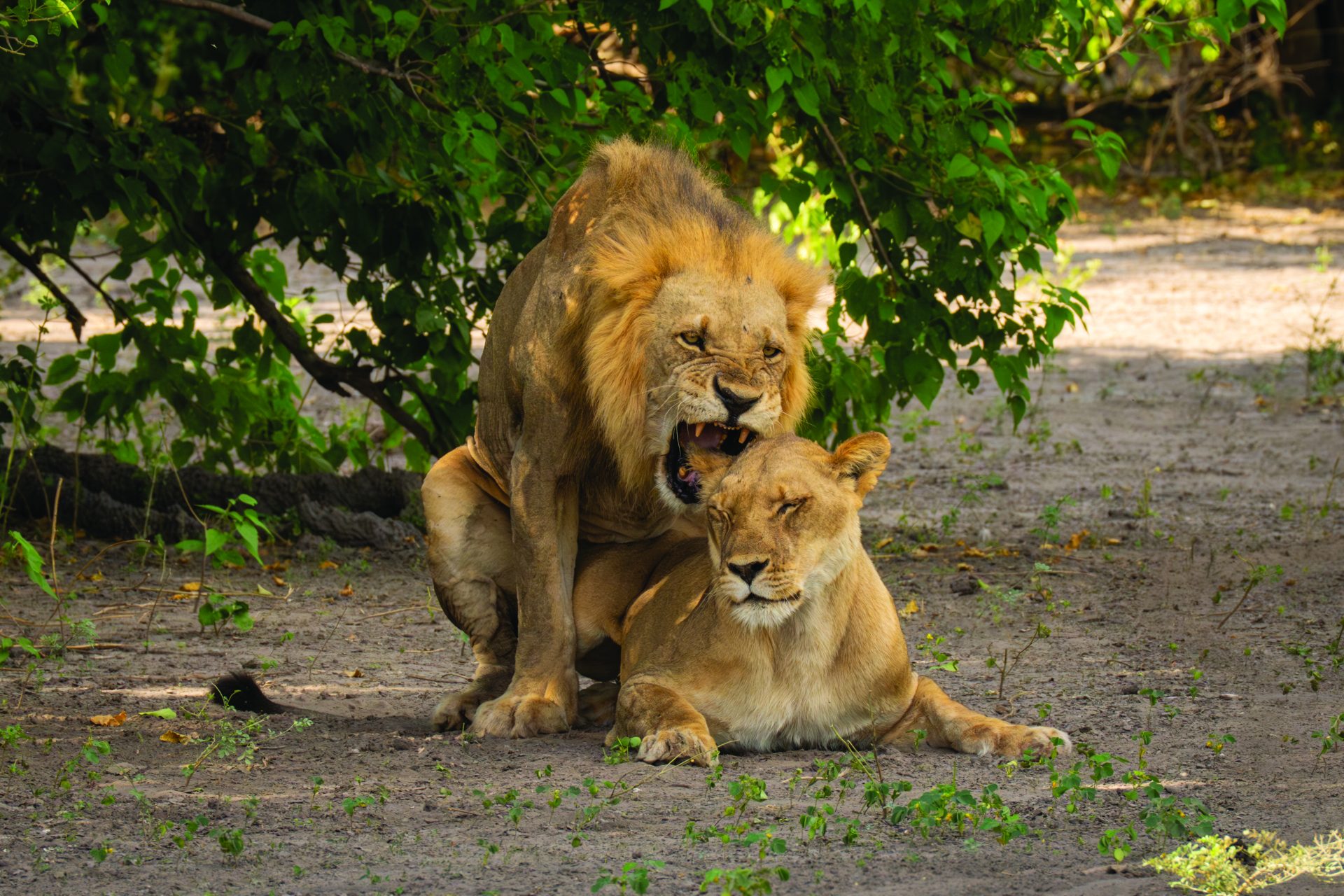 shutterstock 2588752555