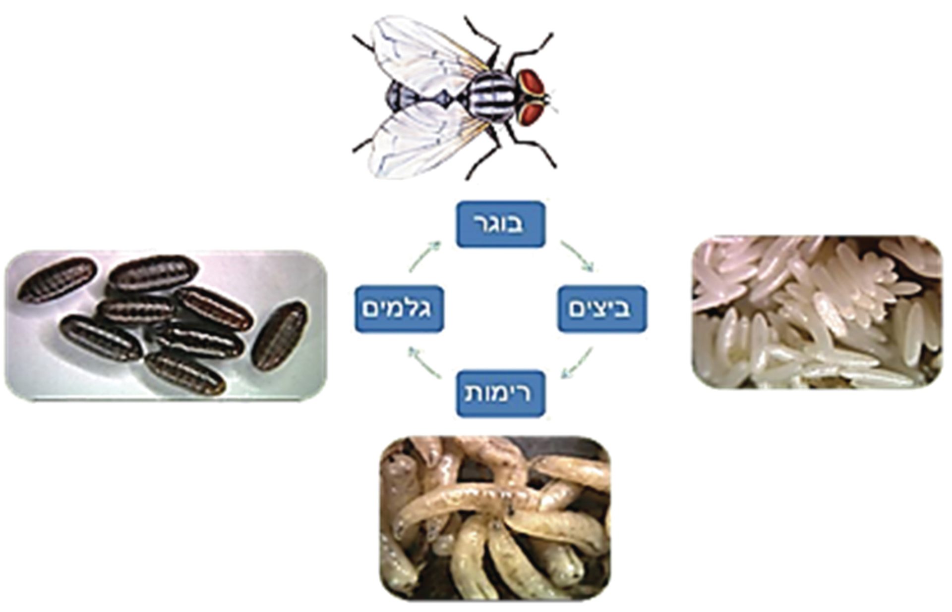 איור 1