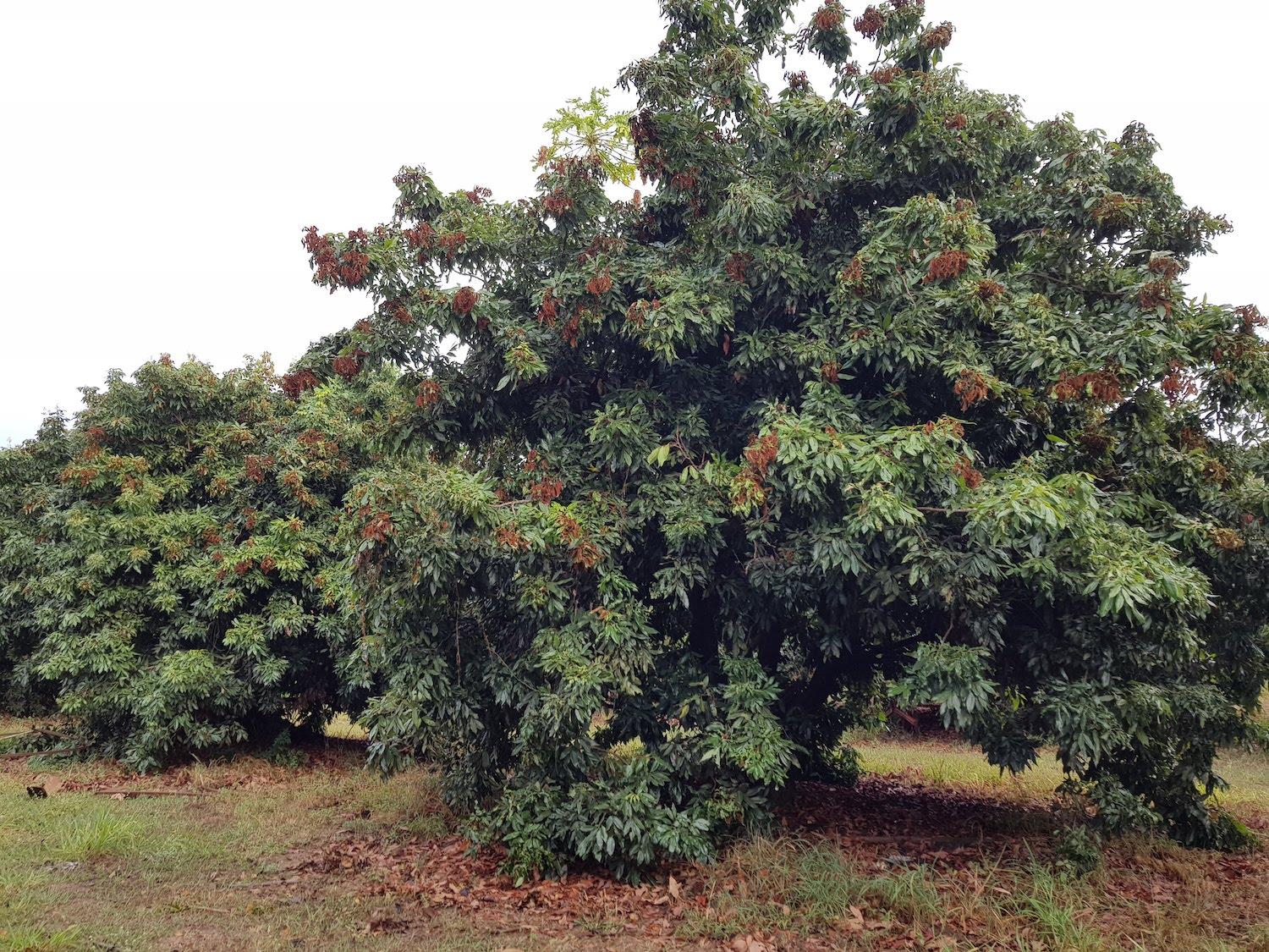 אקרית הליצי 2 עדי קליאוט