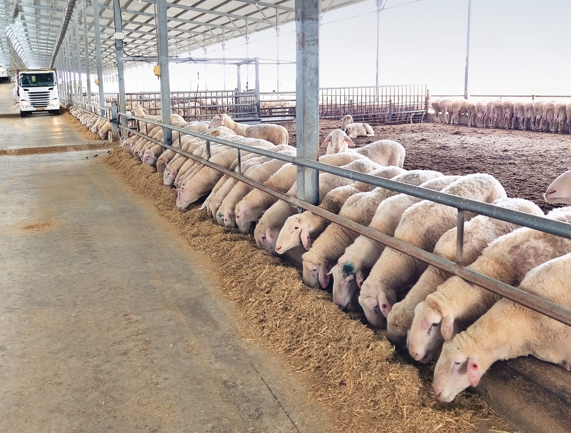 האבסה במשק ימין טובה (1)