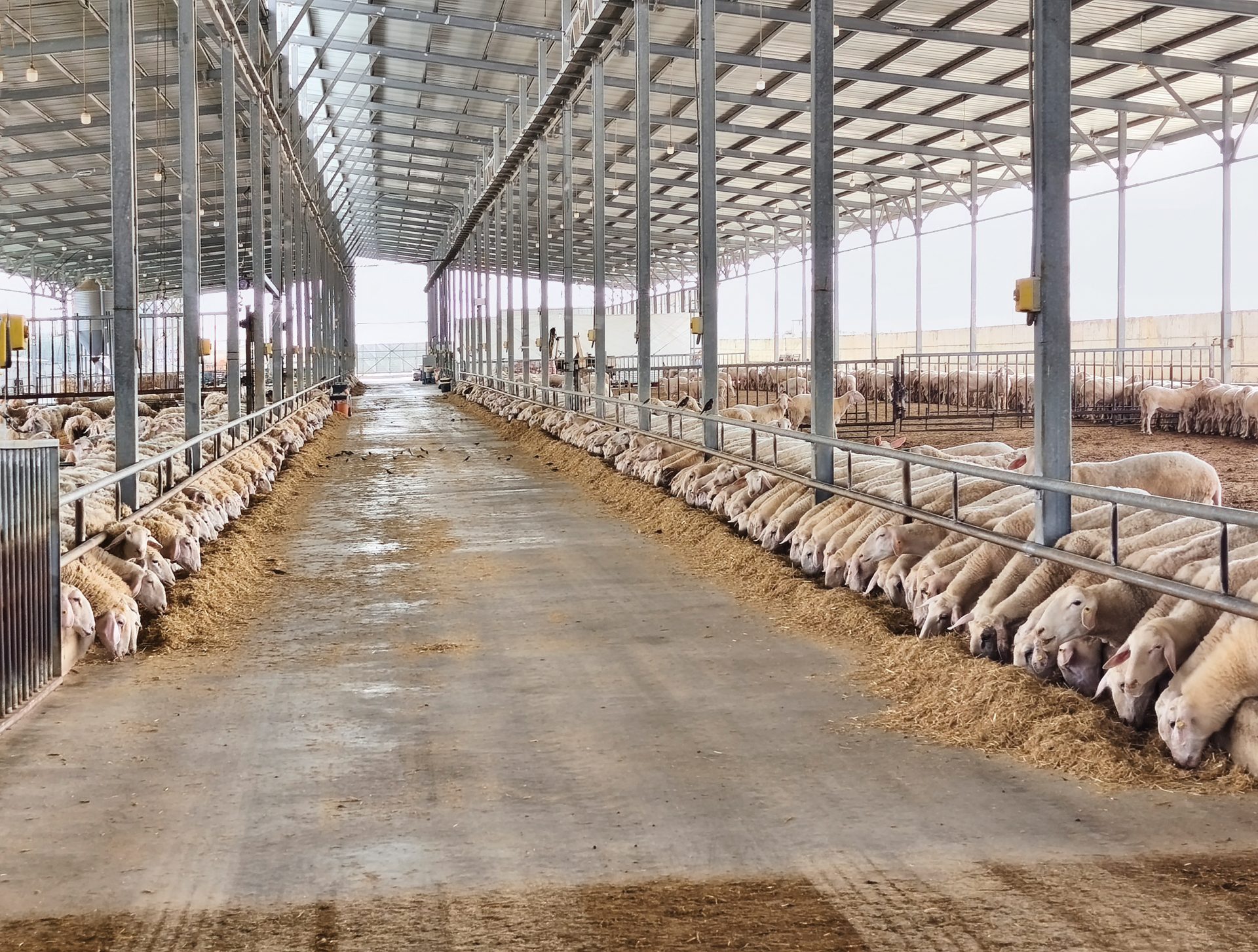 הדיר של ראובן ימין. אלף חולבות (1)