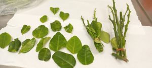 הלימון שכמעט השמיד את כל ענף ההדרים 1