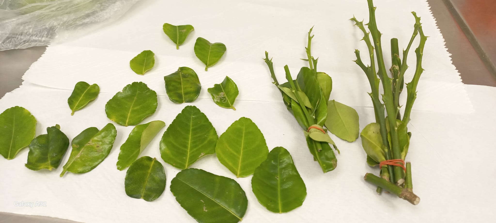 הלימון שכמעט השמיד את כל ענף ההדרים 1