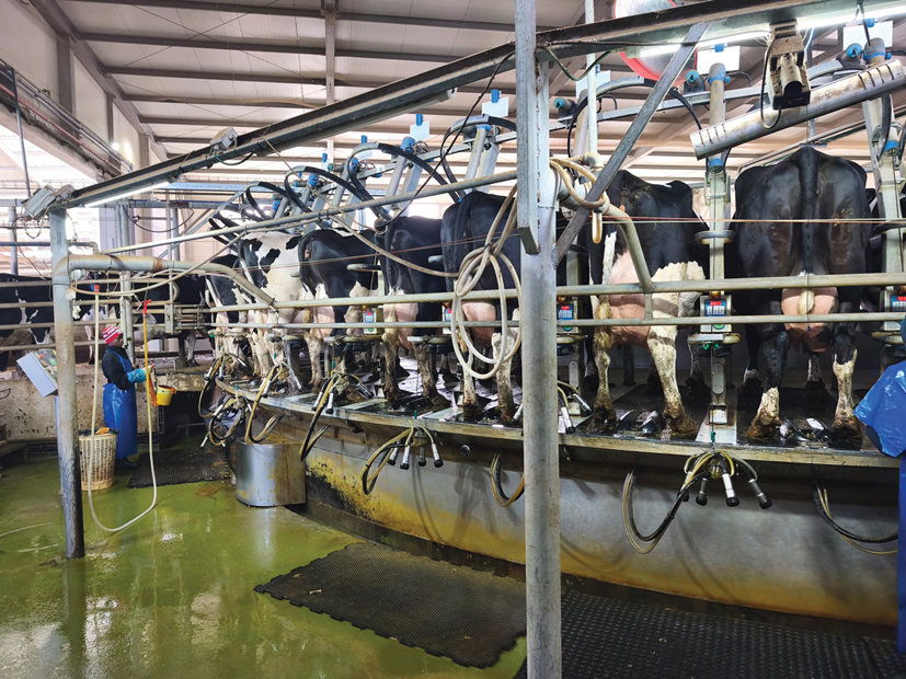 הקרוסלה במכון החלב הרדיאלי של רפת נופים, חולב 60 פרות במקביל