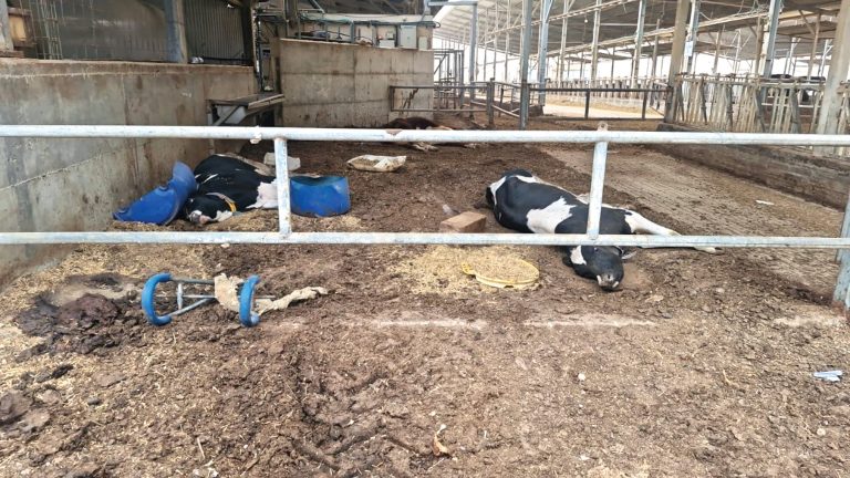 הרעלת בוטליזם 1