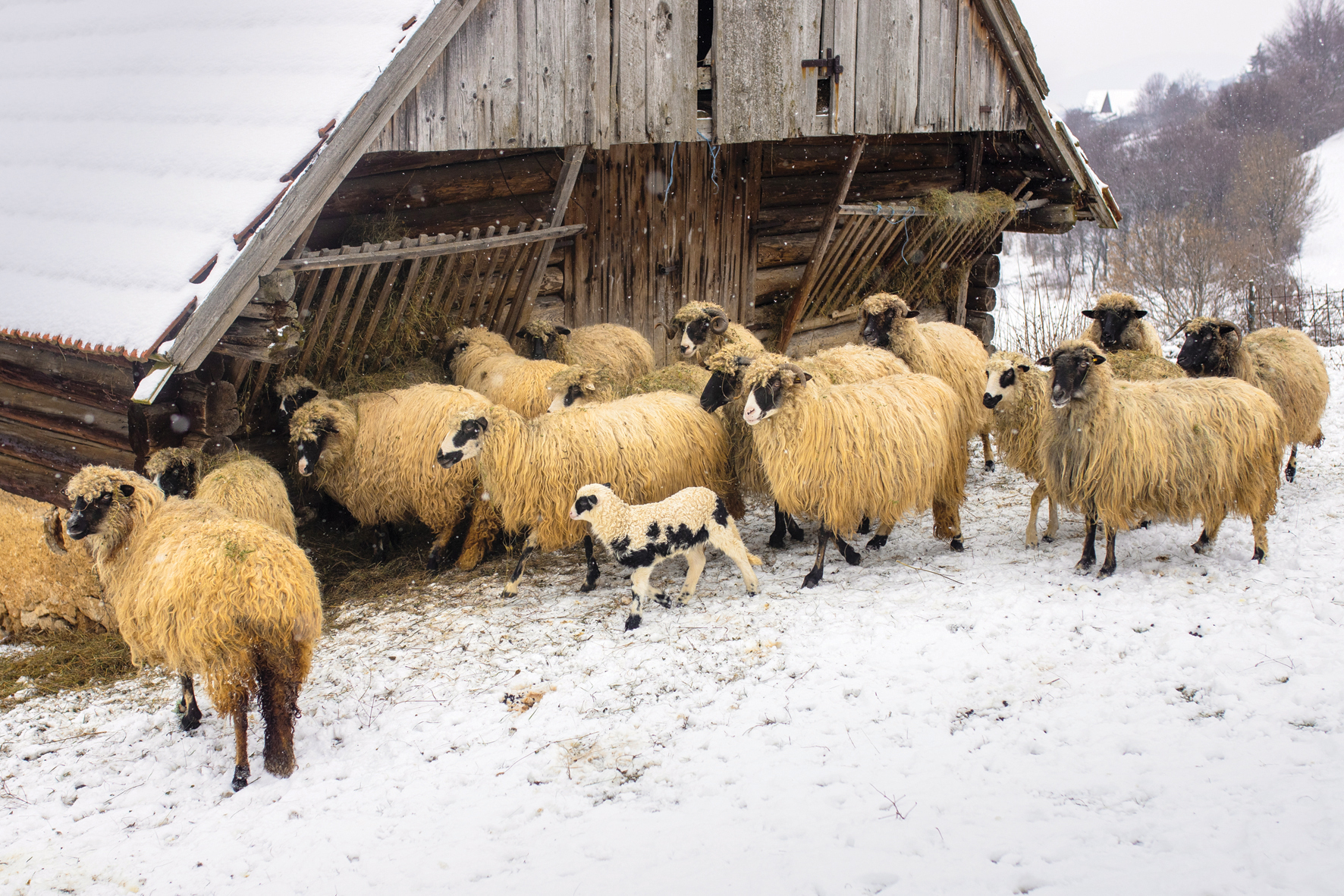 חווה בסיביר