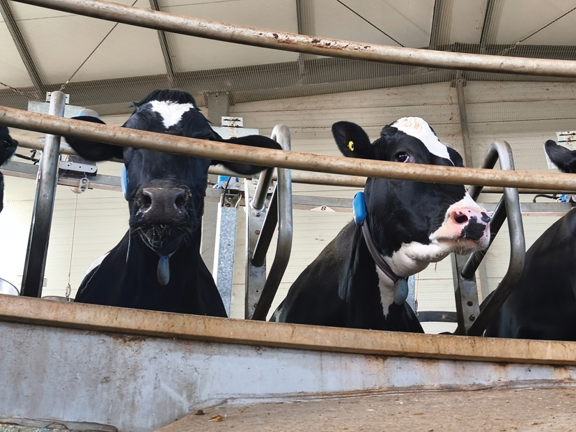 חליבת כל פרה אורכת כ 3 4 דקות ותוך שעה ניתן לחלוב כ 300 פרות