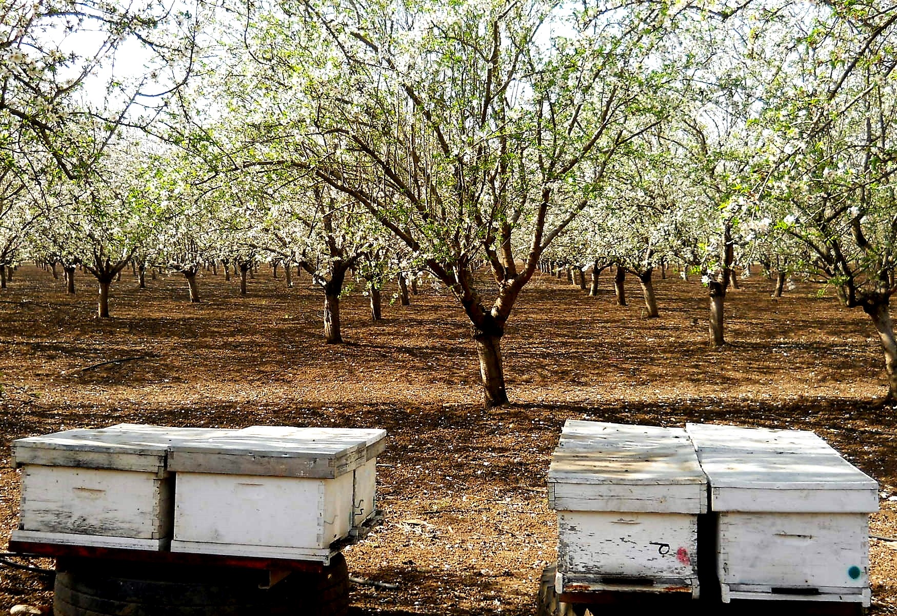 כוורות ליד מטע שקד צילום יוסי סלבצקי
