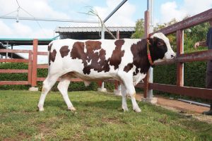 כתבה שיאון פרה מרפת אשבל