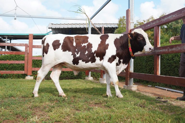 כתבה שיאון פרה מרפת אשבל