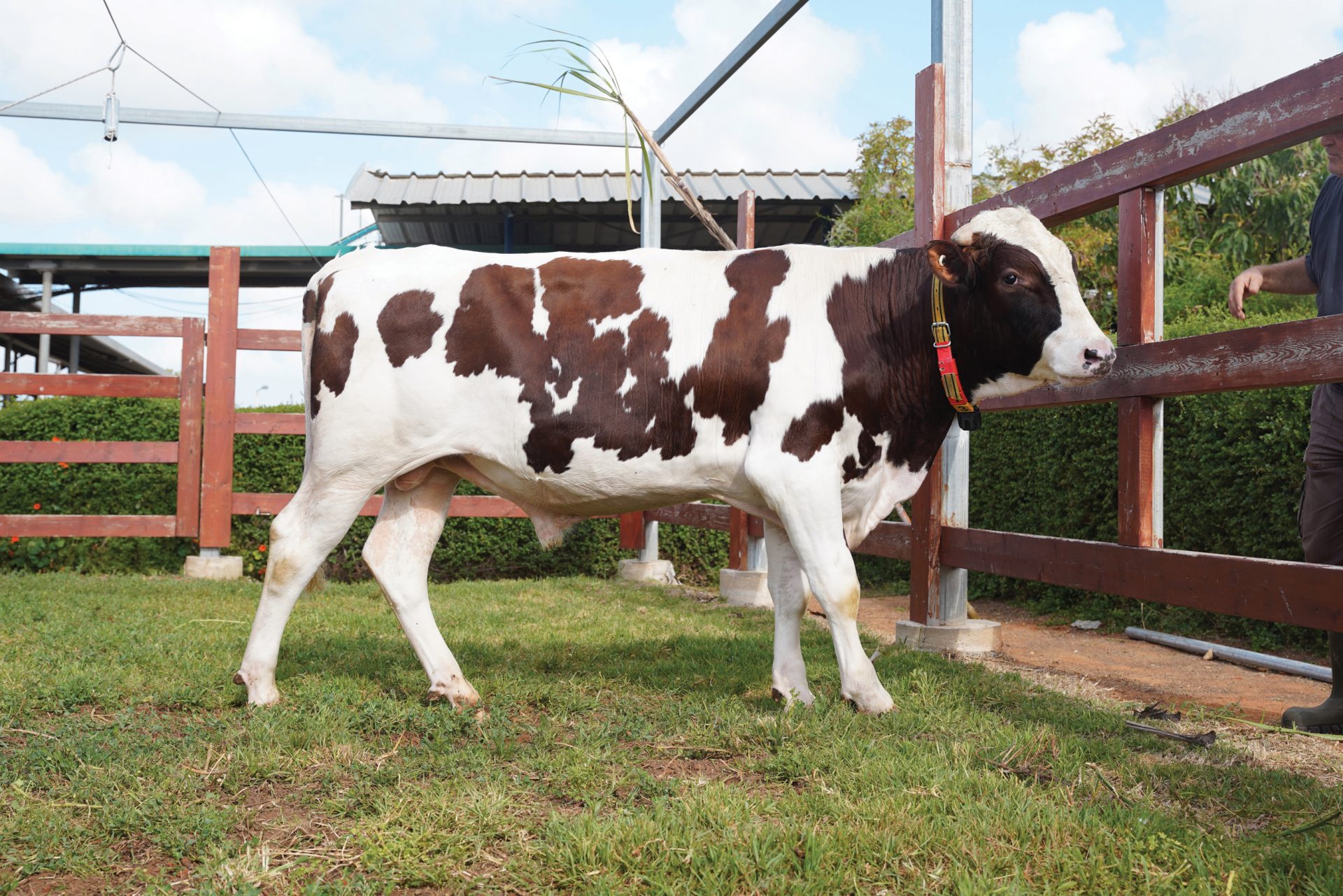 כתבה שיאון פרה מרפת אשבל