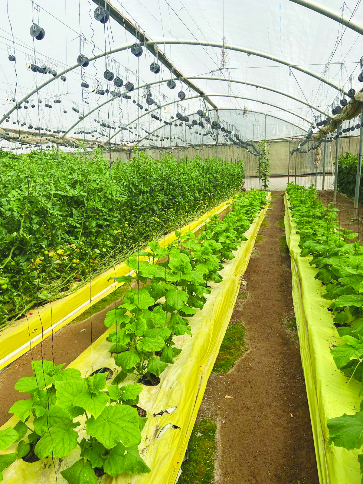 עגבניות במצע מנותק בבקעת הירדן